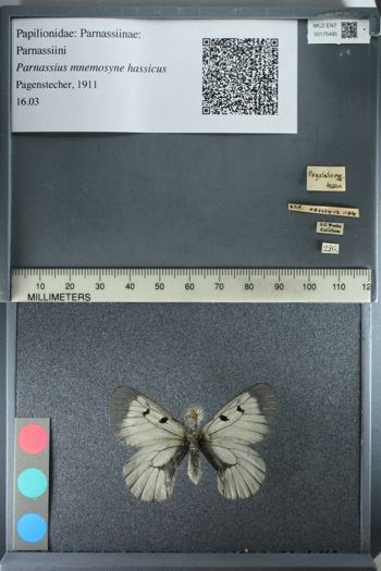 Media type: image;   Entomology 175495